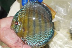 画像1: 【ワイルドディスカス】【通販】【未開の新産地個体】ラーゴサポ ミドルパールロイヤル【個体販売】15-16cm(生体)(生体)ラーゴサポ産 (1)