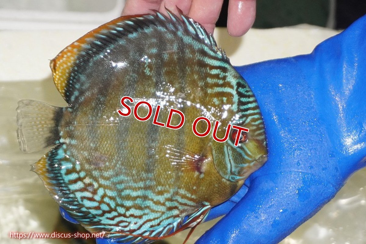 画像3: 【ワイルドディスカス】【通販】【未開の新産地個体】ラーゴサポ ミドルパールロイヤル【個体販売】15-16cm（生体）ラーゴサポ産 (3)