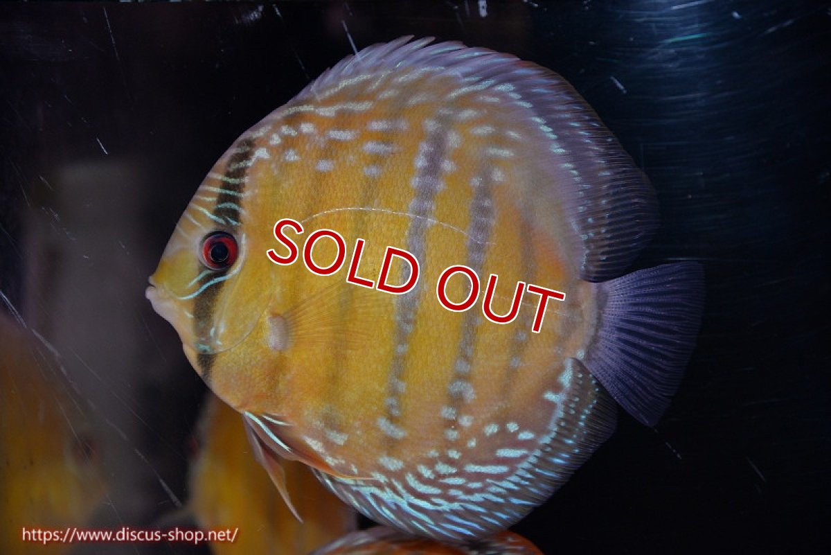 画像1: 【決算セール対象個体】【ワイルドディスカス】【通販】【未開の新産地個体】ラーゴサポ ミドルパールロイヤル【個体販売】15-16cm（生体）ラーゴサポ産 (1)