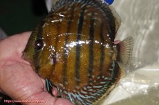画像1: 【ワイルドディスカス】【通販】【未開の新産地個体】ラーゴサポ ミドルパールロイヤル【個体販売】15-16cm(生体)(生体)ラーゴサポ産 (1)