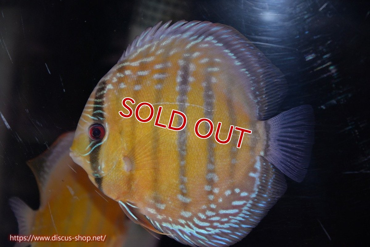 画像2: 【決算セール対象個体】【ワイルドディスカス】【通販】【未開の新産地個体】ラーゴサポ ミドルパールロイヤル【個体販売】15-16cm（生体）ラーゴサポ産 (2)