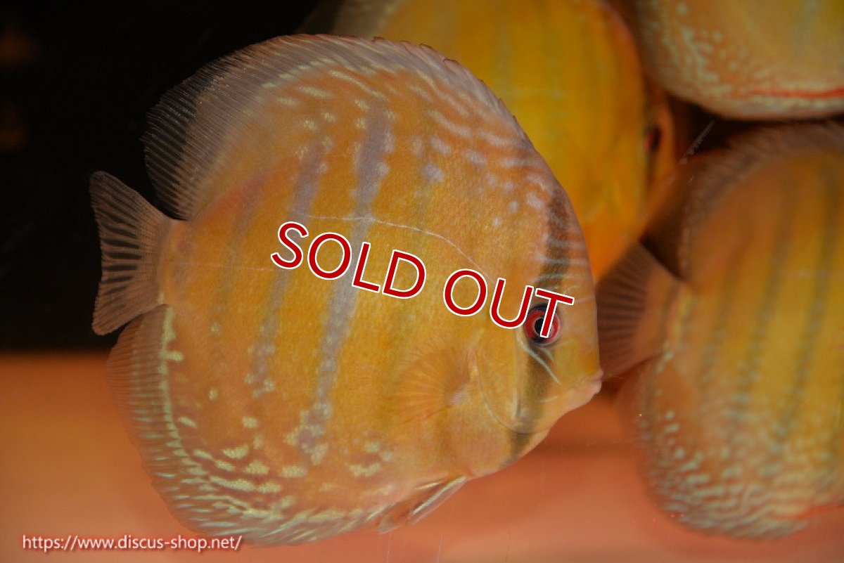 画像3: 【決算セール対象個体】【ワイルドディスカス】【通販】【未開の新産地個体】ラーゴサポ ミドルパールロイヤル【個体販売】15-16cm（生体）ラーゴサポ産 (3)