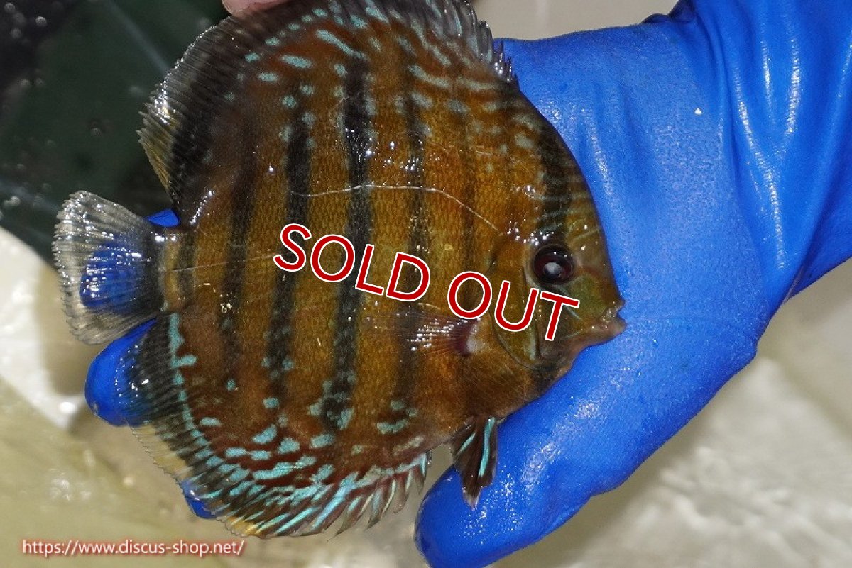 画像5: 【決算セール対象個体】【ワイルドディスカス】【通販】【未開の新産地個体】ラーゴサポ ミドルパールロイヤル【個体販売】15-16cm（生体）ラーゴサポ産 (5)