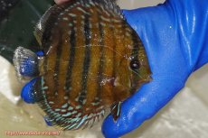 画像5: 【決算セール対象個体】【ワイルドディスカス】【通販】【未開の新産地個体】ラーゴサポ ミドルパールロイヤル【個体販売】15-16cm（生体）ラーゴサポ産 (5)