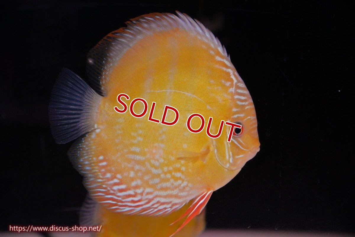 画像1: 【除夜の鐘48000円】【ワイルドディスカス】【通販】【未開の新産地個体】ラーゴサポ ミドルパールロイヤル【個体販売】15-16cm（生体）ラーゴサポ産 (1)