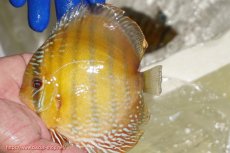 画像1: 【ワイルドディスカス】【通販】【未開の新産地個体】ラーゴサポ ミドルパールロイヤル【個体販売】15-16cm(生体)(生体)ラーゴサポ産 (1)