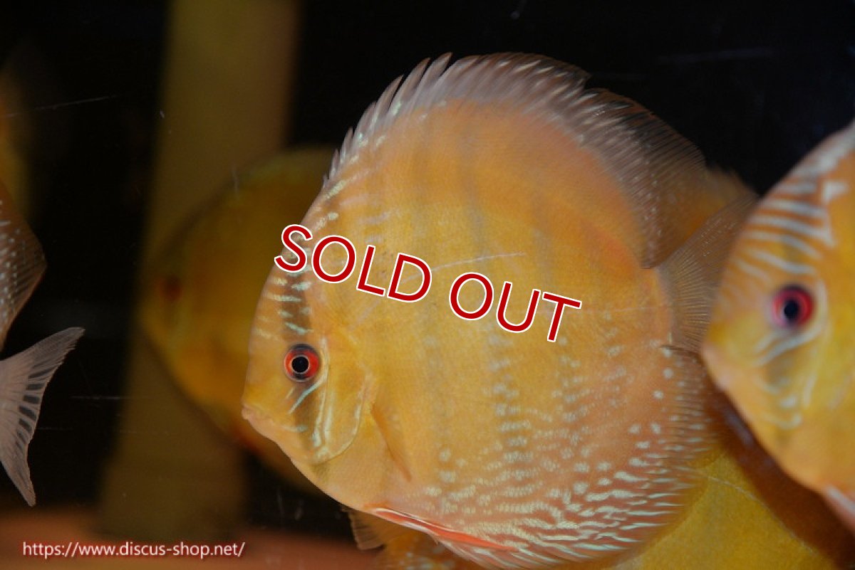 画像2: 【除夜の鐘48000円】【ワイルドディスカス】【通販】【未開の新産地個体】ラーゴサポ ミドルパールロイヤル【個体販売】15-16cm（生体）ラーゴサポ産 (2)