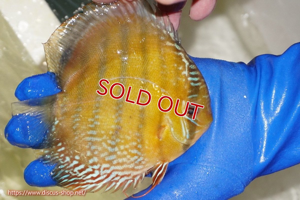 画像4: 【除夜の鐘48000円】【ワイルドディスカス】【通販】【未開の新産地個体】ラーゴサポ ミドルパールロイヤル【個体販売】15-16cm（生体）ラーゴサポ産 (4)