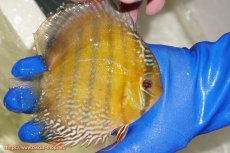 画像4: 【ウィンターセール対象個体】【ワイルドディスカス】【通販】【未開の新産地個体】ラーゴサポ ミドルパールロイヤル【個体販売】15-16cm（生体）ラーゴサポ産 (4)