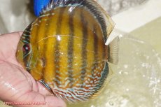 画像1: 【ワイルドディスカス】【通販】【未開の新産地個体】ラーゴサポ ミドルパールロイヤル【個体販売】15-16cm(生体)(生体)ラーゴサポ産 (1)