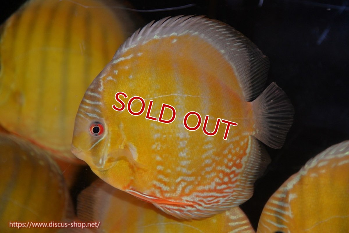 画像2: 【ワイルドディスカス】【通販】【未開の新産地個体】ラーゴサポ ミドルパールロイヤル【個体販売】15-16cm（生体）ラーゴサポ産 (2)