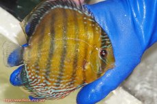 画像2: 【ワイルドディスカス】【通販】【未開の新産地個体】ラーゴサポ ミドルパールロイヤル【個体販売】15-16cm(生体)(生体)ラーゴサポ産 (2)