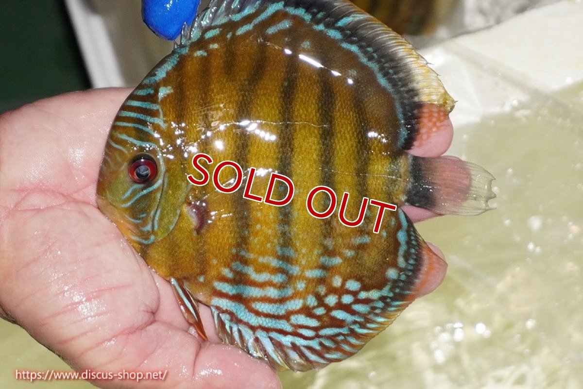 画像2: 【除夜の鐘38000円】【ワイルドディスカス】【通販】【未開の新産地個体】ラーゴサポ ミドルパールロイヤル【個体販売】15-16cm（生体）ラーゴサポ産 (2)