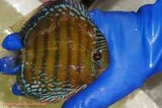 画像2: 【ワイルドディスカス】【通販】【未開の新産地個体】ラーゴサポ ミドルパールロイヤル【個体販売】15-16cm(生体)(生体)ラーゴサポ産 (2)