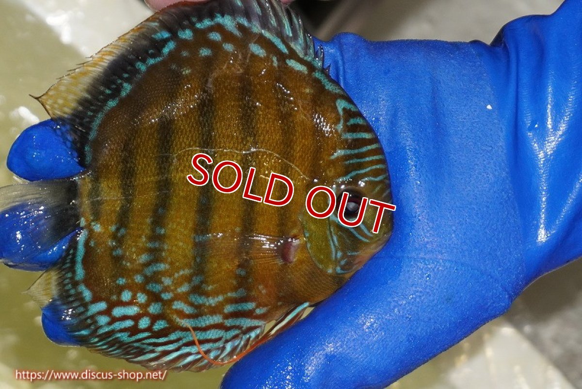 画像3: 【除夜の鐘38000円】【ワイルドディスカス】【通販】【未開の新産地個体】ラーゴサポ ミドルパールロイヤル【個体販売】15-16cm（生体）ラーゴサポ産 (3)