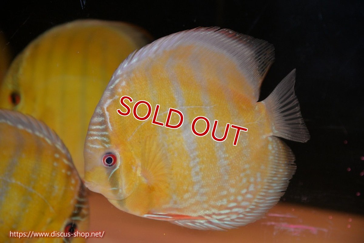 画像1: 【ワイルドディスカス】【通販】【未開の新産地個体】ラーゴサポ ミドルパールロイヤル【個体販売】15-16cm（生体）ラーゴサポ産 (1)