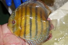 画像1: 【ワイルドディスカス】【通販】【未開の新産地個体】ラーゴサポ ミドルパールロイヤル【個体販売】15-16cm(生体)(生体)ラーゴサポ産 (1)
