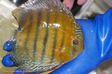 画像2: 【ワイルドディスカス】【通販】【未開の新産地個体】ラーゴサポ ミドルパールロイヤル【個体販売】15-16cm(生体)(生体)ラーゴサポ産 (2)