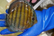 画像2: 【ワイルドディスカス】【通販】【未開の新産地個体】ラーゴサポ ミドルパールロイヤル【個体販売】15-16cm(生体)(生体)ラーゴサポ産 (2)