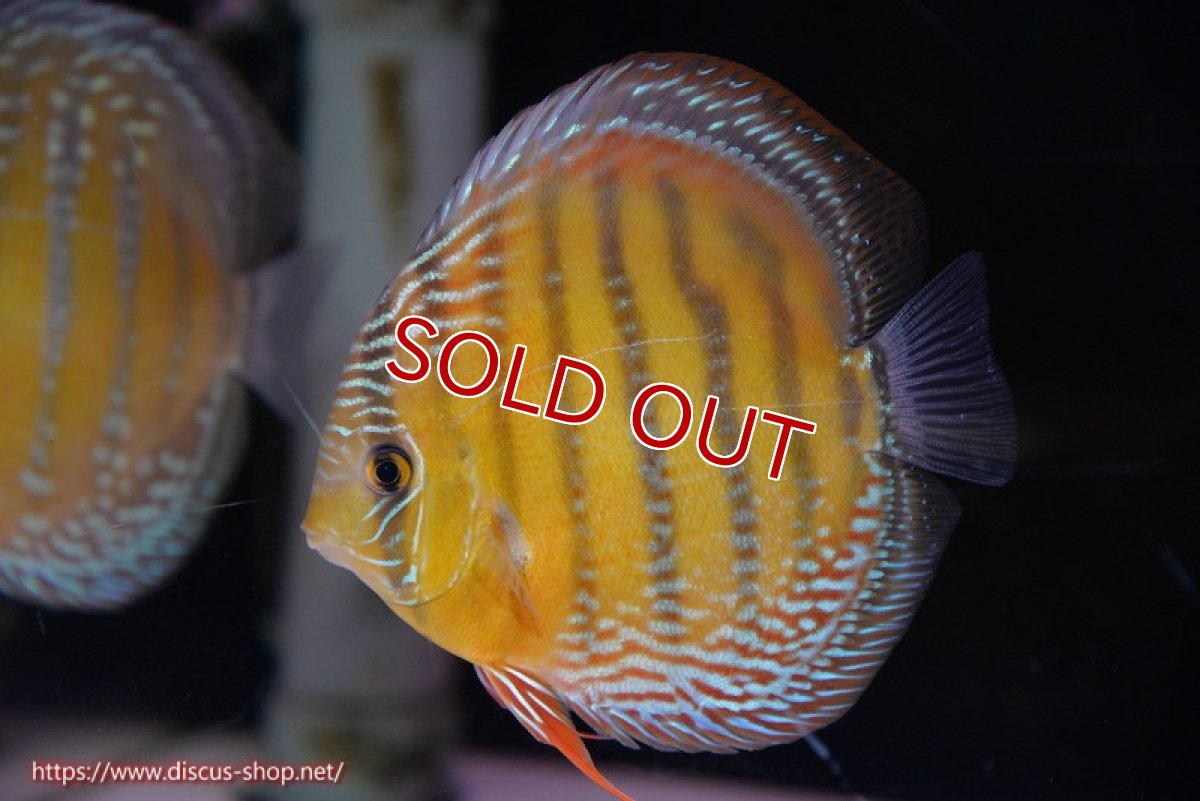 画像1: 【ウィンターセール対象個体】【ワイルドディスカス】【通販】【未開の新産地個体】ラーゴサポ ミドルパールロイヤル【個体販売】15-16cm（生体）ラーゴサポ産 (1)