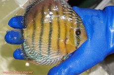 画像2: 【ワイルドディスカス】【通販】【未開の新産地個体】ラーゴサポ ミドルパールロイヤル【個体販売】15-16cm(生体)(生体)ラーゴサポ産 (2)