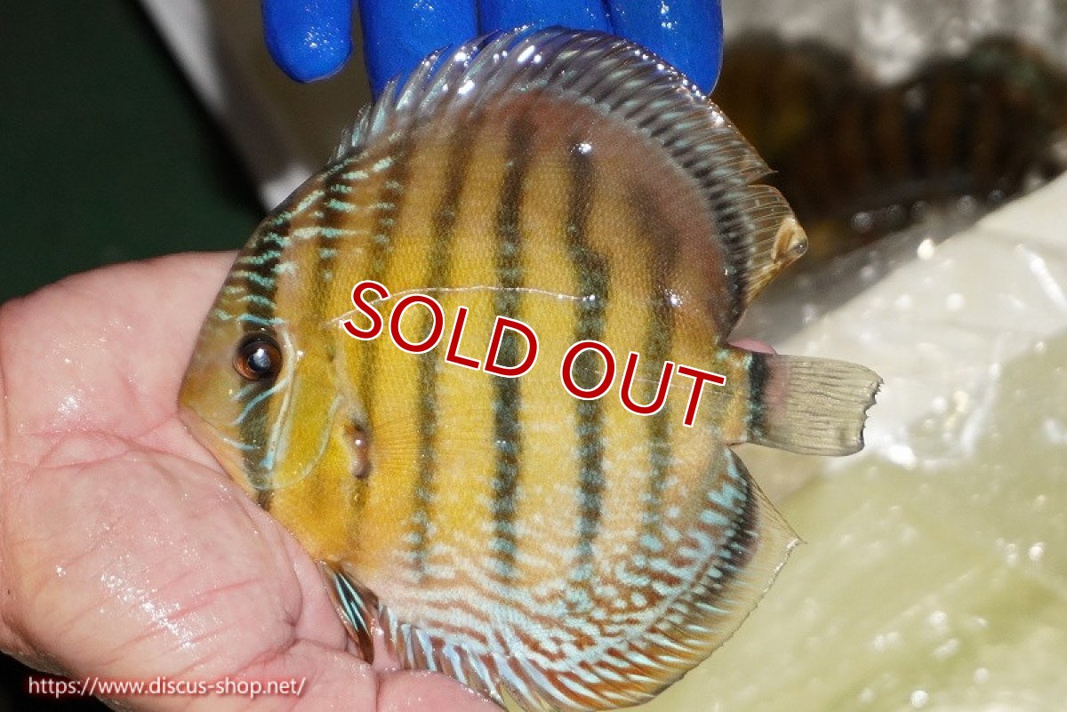 画像3: 【ウィンターセール対象個体】【ワイルドディスカス】【通販】【未開の新産地個体】ラーゴサポ ミドルパールロイヤル【個体販売】15-16cm（生体）ラーゴサポ産 (3)