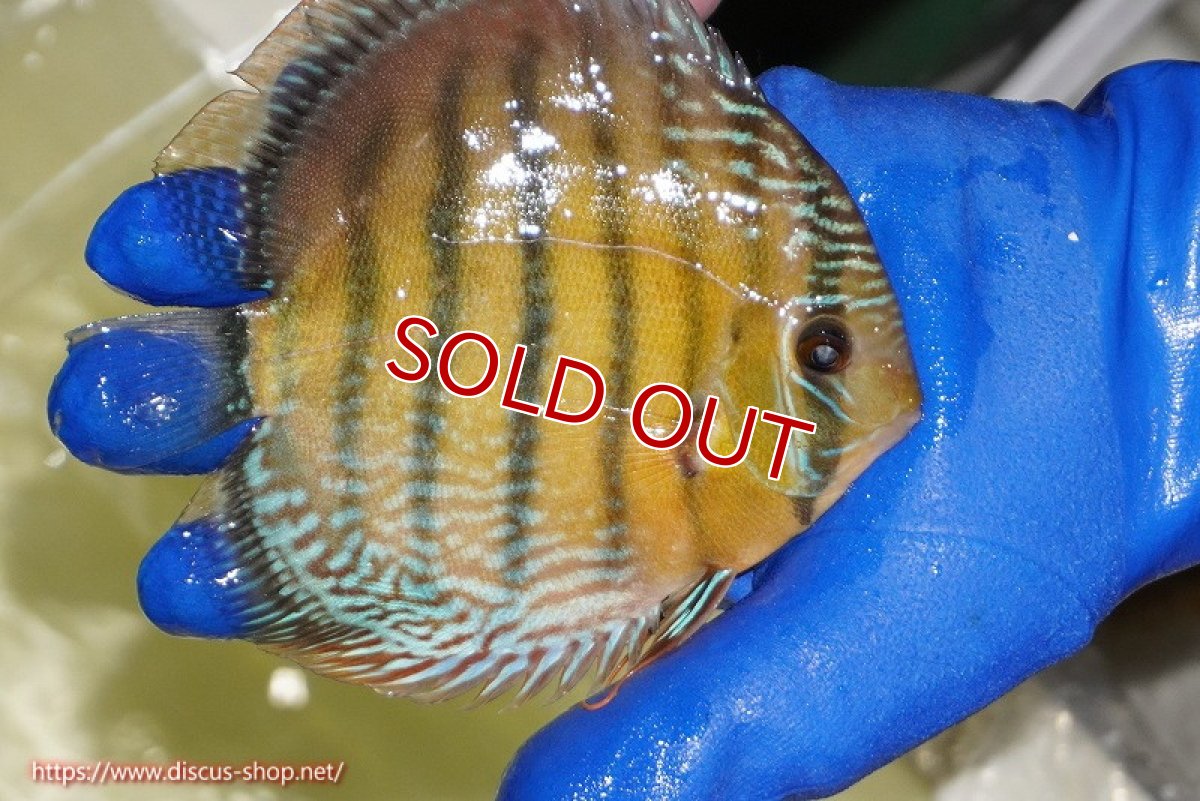 画像4: 【ウィンターセール対象個体】【ワイルドディスカス】【通販】【未開の新産地個体】ラーゴサポ ミドルパールロイヤル【個体販売】15-16cm（生体）ラーゴサポ産 (4)