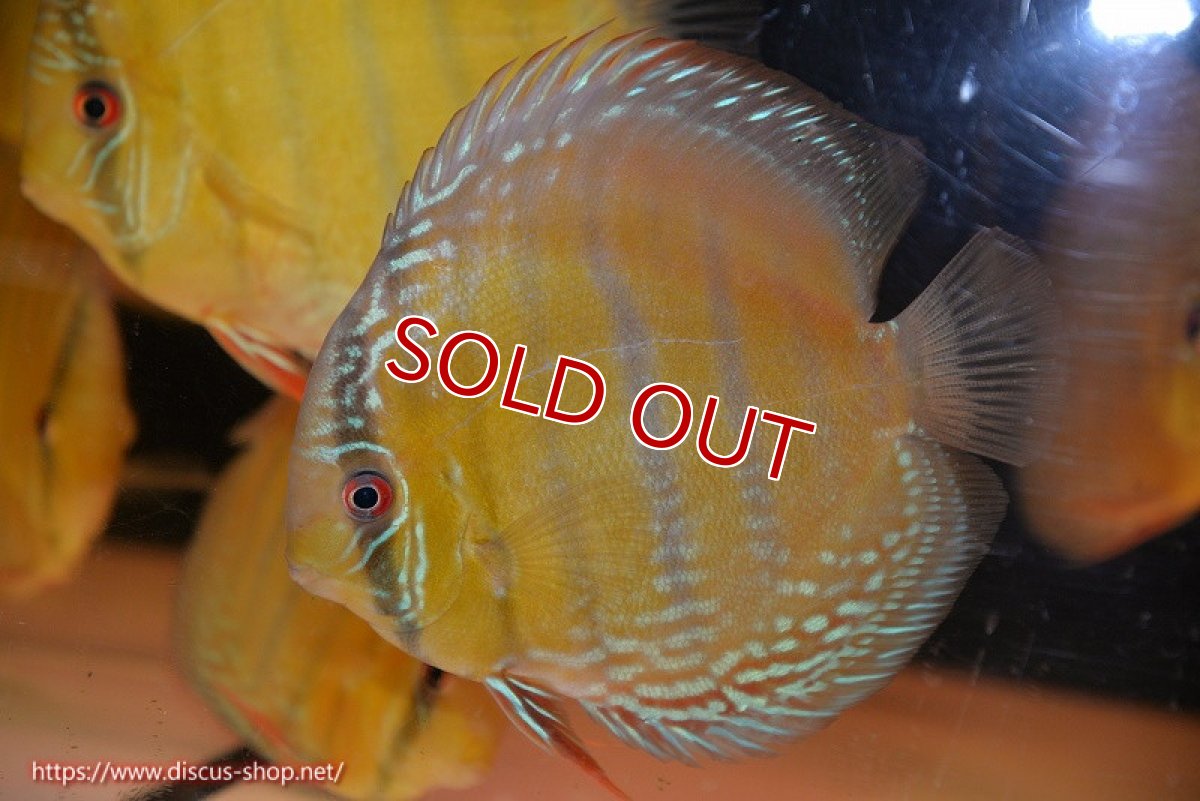 画像1: 【ワイルドディスカス】【通販】【未開の新産地個体】ラーゴサポ ミドルパールロイヤル【個体販売】15-16cm（生体）ラーゴサポ産 (1)