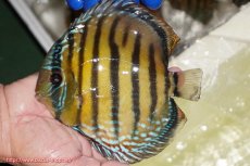 画像1: 【ワイルドディスカス】【通販】【未開の新産地個体】ラーゴサポ ミドルパールロイヤル【個体販売】15-16cm(生体)(生体)ラーゴサポ産 (1)