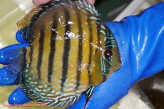 画像2: 【ワイルドディスカス】【通販】【未開の新産地個体】ラーゴサポ ミドルパールロイヤル【個体販売】15-16cm(生体)(生体)ラーゴサポ産 (2)