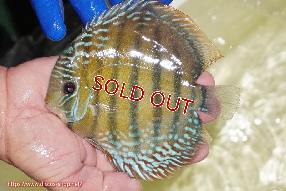 画像1: 【ワイルドディスカス】【通販】【未開の新産地個体】ラーゴサポ ミドルパールロイヤル【個体販売】15-16cm（生体）(生体)ラーゴサポ産 (1)