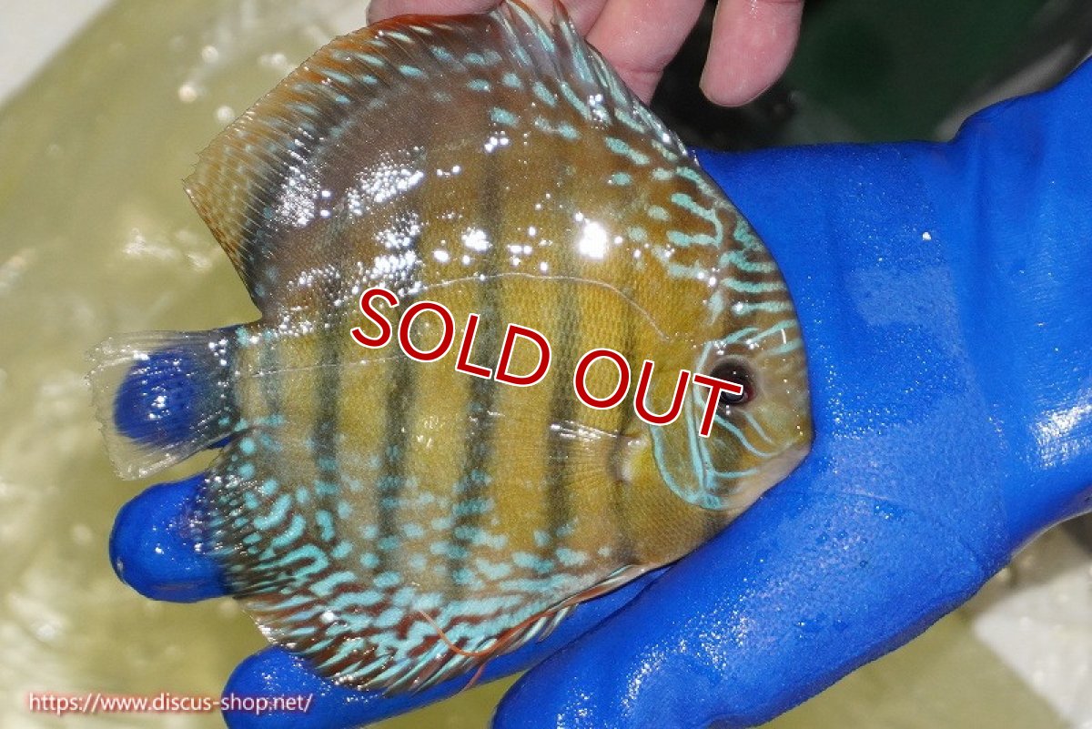 画像2: 【ワイルドディスカス】【通販】【未開の新産地個体】ラーゴサポ ミドルパールロイヤル【個体販売】15-16cm（生体）(生体)ラーゴサポ産 (2)