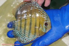 画像2: 【ワイルドディスカス】【通販】【未開の新産地個体】ラーゴサポ ミドルパールロイヤル【個体販売】15-16cm(生体)(生体)ラーゴサポ産 (2)