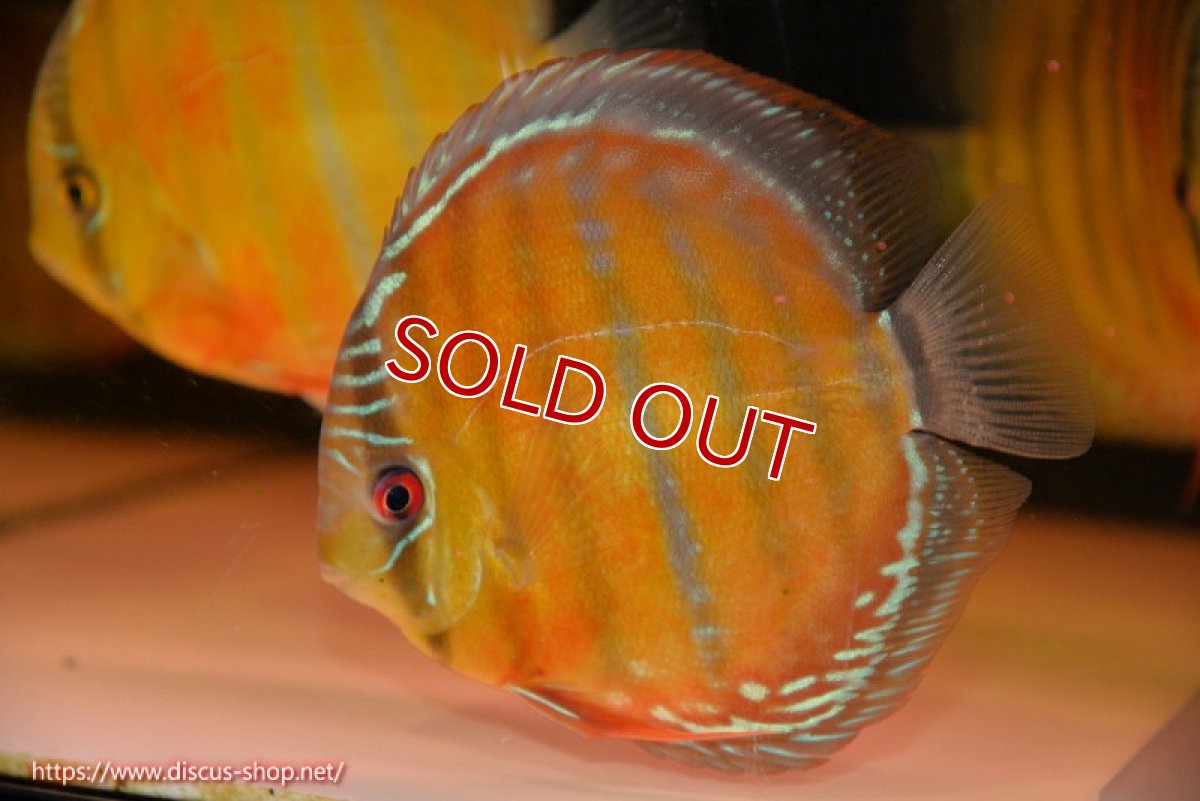 画像1: 【ワイルドディスカス】【通販】【未開の新産地個体】ラーゴサポ スーパークリムゾンレッド【個体販売】15cm(生体)ラーゴサポ産 (1)