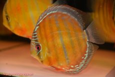 画像1: 【ワイルドディスカス】【通販】【未開の新産地個体】ラーゴサポ スーパークリムゾンレッド【個体販売】15cm(生体)ラーゴサポ産 (1)