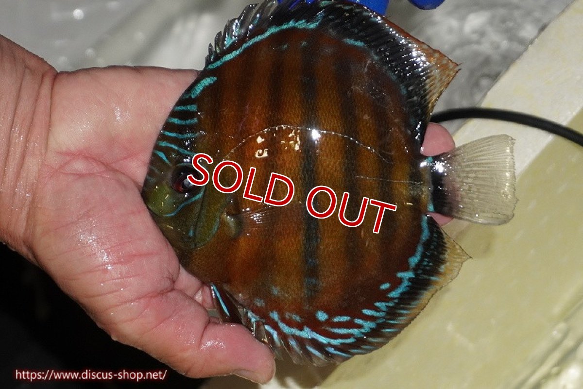 画像2: 【ワイルドディスカス】【通販】【未開の新産地個体】ラーゴサポ スーパークリムゾンレッド【個体販売】15cm(生体)ラーゴサポ産 (2)