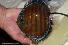 画像2: 【ワイルドディスカス】【通販】【未開の新産地個体】ラーゴサポ スーパークリムゾンレッド【個体販売】15cm(生体)ラーゴサポ産 (2)