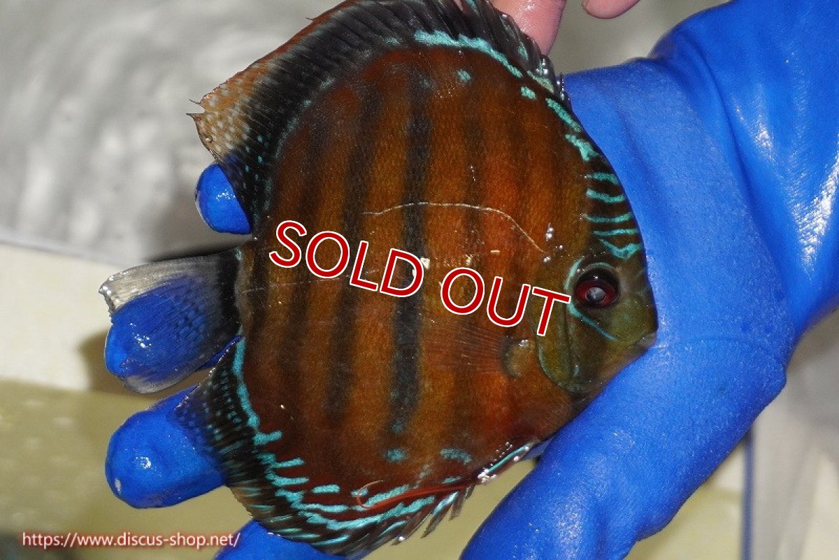 画像3: 【ワイルドディスカス】【通販】【未開の新産地個体】ラーゴサポ スーパークリムゾンレッド【個体販売】15cm(生体)ラーゴサポ産 (3)