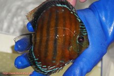 画像3: 【ワイルドディスカス】【通販】【未開の新産地個体】ラーゴサポ スーパークリムゾンレッド【個体販売】15cm(生体)ラーゴサポ産 (3)