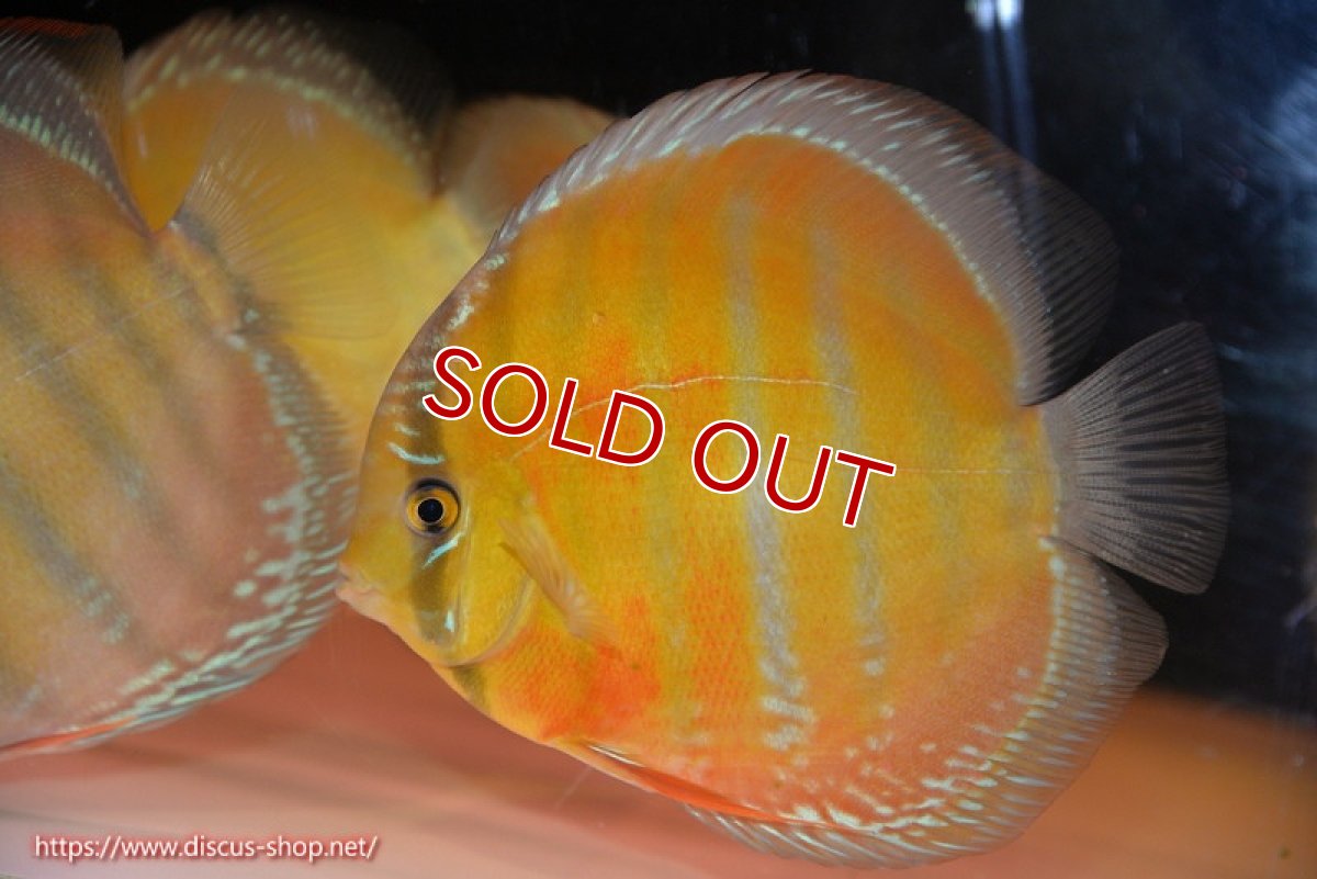 画像1: 【ワイルドディスカス】【通販】【未開の新産地個体】ラーゴサポ スーパークリムゾンレッド【個体販売】15-16cm（生体）ラーゴサポ産 (1)