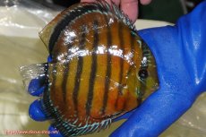 画像3: 【ワイルドディスカス】【通販】【未開の新産地個体】ラーゴサポ スーパークリムゾンレッド【個体販売】15-16cm（生体）ラーゴサポ産 (3)