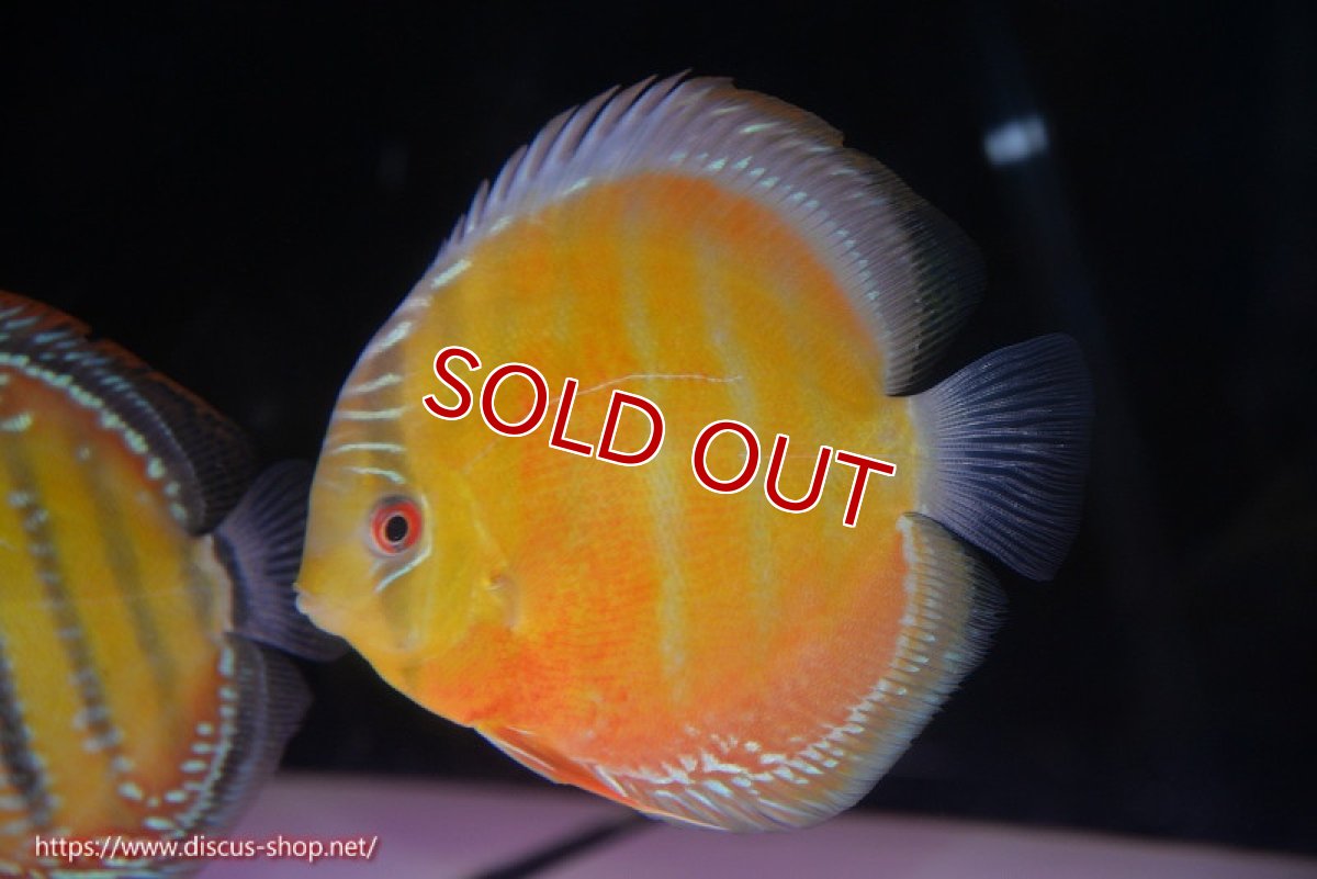 画像1: 【ウィンターセール対象個体】【ワイルドディスカス】【通販】【未開の新産地個体】ラーゴサポ スーパークリムゾンレッド【個体販売】15-16cm（生体）ラーゴサポ産 (1)