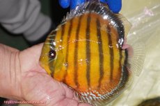 画像1: 【ワイルドディスカス】【通販】【未開の新産地個体】ラーゴサポ スーパークリムゾンレッド【個体販売】15-16cm(生体)(生体)ラーゴサポ産 (1)