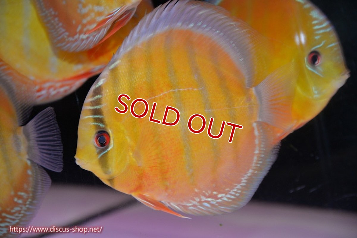 画像2: 【ウィンターセール対象個体】【ワイルドディスカス】【通販】【未開の新産地個体】ラーゴサポ スーパークリムゾンレッド【個体販売】15-16cm（生体）ラーゴサポ産 (2)