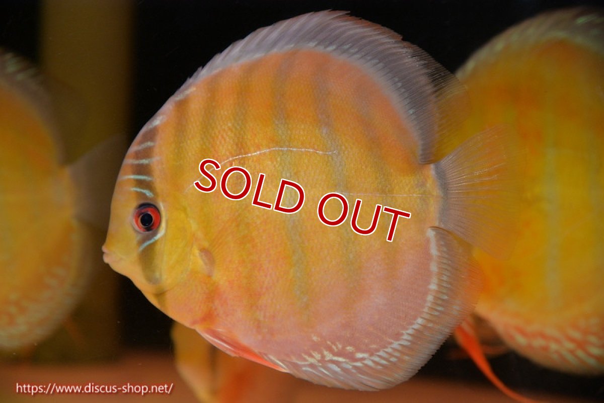 画像3: 【ウィンターセール対象個体】【ワイルドディスカス】【通販】【未開の新産地個体】ラーゴサポ スーパークリムゾンレッド【個体販売】15-16cm（生体）ラーゴサポ産 (3)