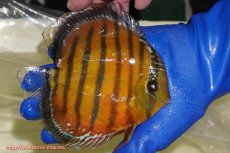 画像4: 【ウィンターセール対象個体】【ワイルドディスカス】【通販】【未開の新産地個体】ラーゴサポ スーパークリムゾンレッド【個体販売】15-16cm（生体）ラーゴサポ産 (4)