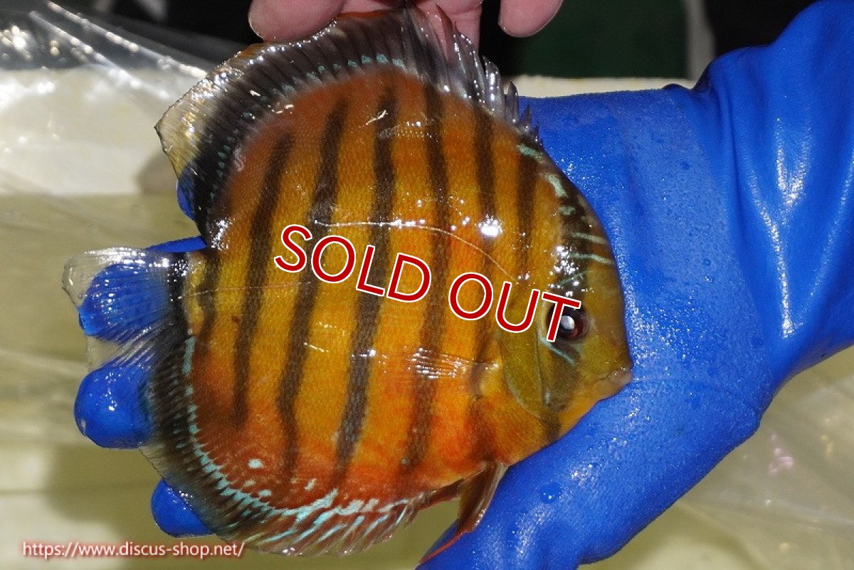 画像5: 【ウィンターセール対象個体】【ワイルドディスカス】【通販】【未開の新産地個体】ラーゴサポ スーパークリムゾンレッド【個体販売】15-16cm（生体）ラーゴサポ産 (5)