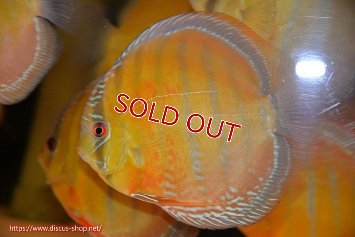 画像1: 【ワイルドディスカス】【通販】【未開の新産地個体】ラーゴサポ スーパークリムゾンレッド【個体販売】15-16cm（生体）ラーゴサポ産 (1)