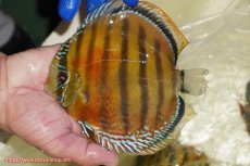 画像1: 【ワイルドディスカス】【通販】【未開の新産地個体】ラーゴサポ スーパークリムゾンレッド【個体販売】15-16cm(生体)(生体)ラーゴサポ産 (1)