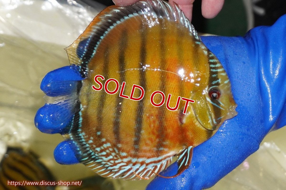 画像3: 【ワイルドディスカス】【通販】【未開の新産地個体】ラーゴサポ スーパークリムゾンレッド【個体販売】15-16cm（生体）ラーゴサポ産 (3)